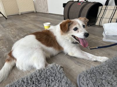 シニアには必須　犬の整体　飼い主のぬくもりで身体も緩んでくれるよ