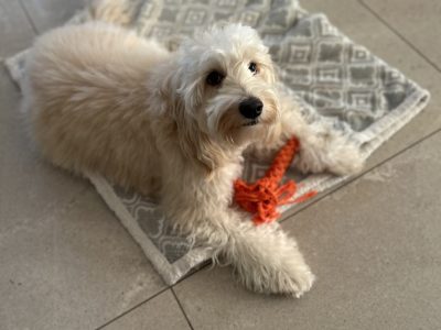 犬が食べてるものを奪ってはだめ。