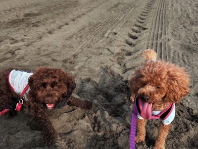 🐾 犬の「遊びたい」を途中で止めること、もったいなくないですか