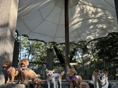 DAY預かりセッション　多摩パックウォーク