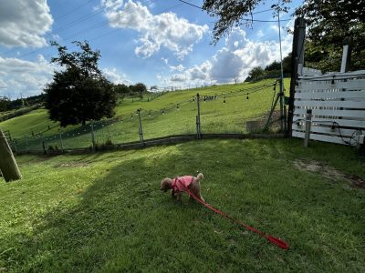 犬は犬を好きでなくてもいい