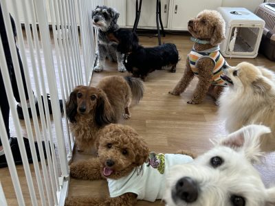 ハウスドッグ?class　2024/4/21