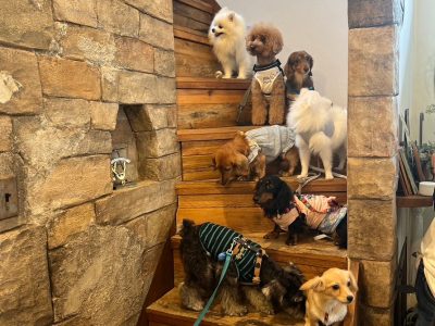 グループレッスン報告　ドッグカフェレッスン