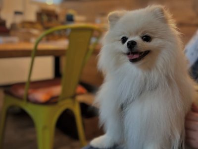 ドッグカフェ。。行けたらいいよね😀