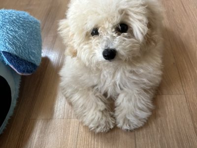 パピーだからってずけずけイかないのがコツ?