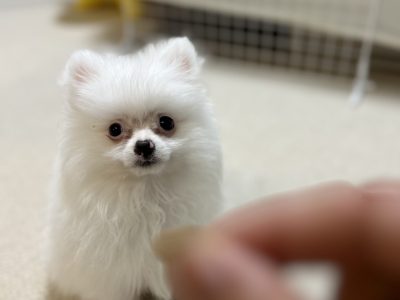 3か月にならなくてもトレーニングはすぐに！！