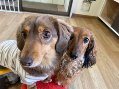 ハウスドッグ?CLASS　2023/12/22