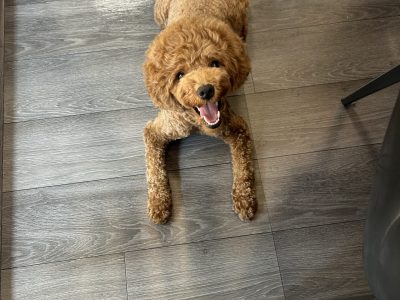 ハウスドッグアドバイザーをあなたのお家に。