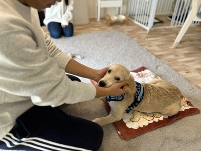 手で体を触れる練習はパピーに重要項目♪