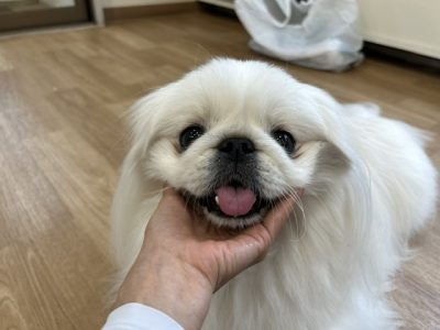 ハウスドッグ?CLASS　2023/9/8