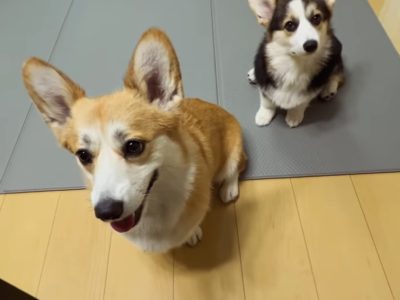 🐾 多頭飼いの“順番”より大事な事