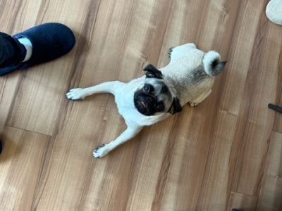 足元をかみかみスリッパをかみかみ