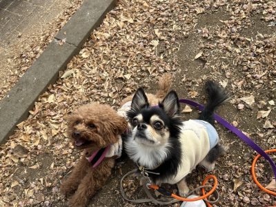 疑うのは犬ではないのかも（笑）