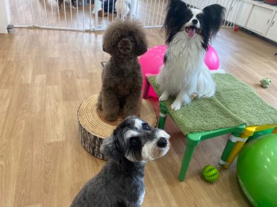 2024/4/26ハウスドッグclass