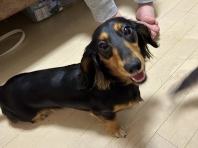 トイレトレーニングは２頭同時には難しい?ご家庭では。。