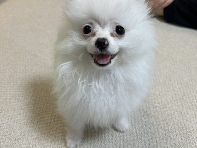 山盛りのお悩みリストを書く前に。。。初めて犬を飼う人の考え方