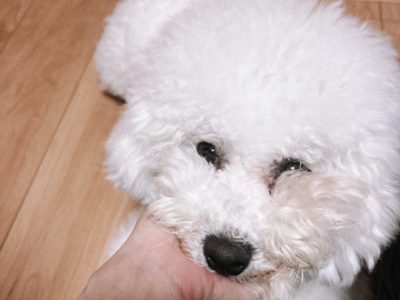 歯磨きはすぐにしてね。パピーのころからならしてね♡