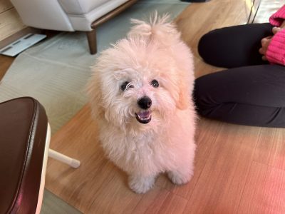 ついていきたい！そんな魅力的な飼い主になる。