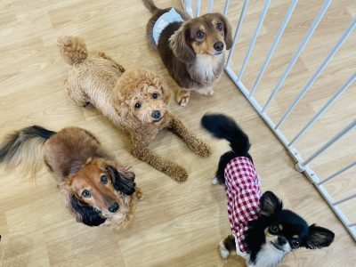 フォローアップクラス犬2024/9/6