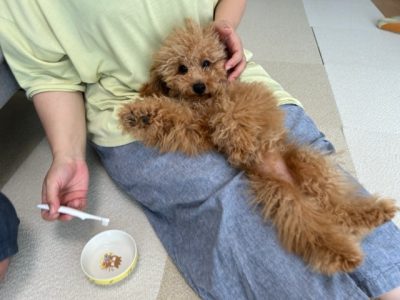 歯磨きの重要性