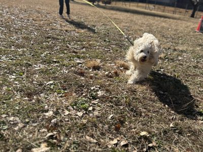 お散歩は犬のため！！