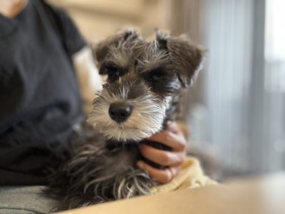 犬は基本触られたくないのです。