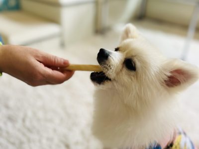パピーカウンセリング　基本的な心配はきっとなくなるよ^_^