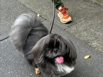 犬が歩かないのは「しつけ不足」じゃない