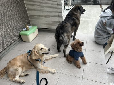 とてもワイワイの（笑）パピーに落ち着いてもらう最低条件