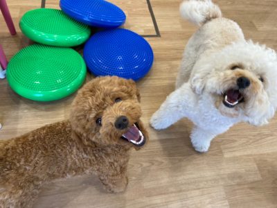 ハウスドッグclass　2024/5/10