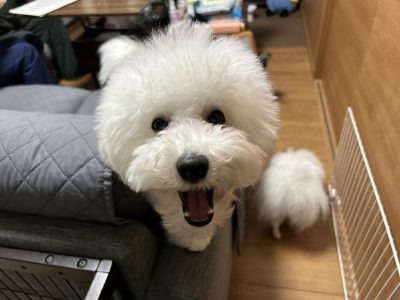 多頭飼　うずらのパピーレッスン