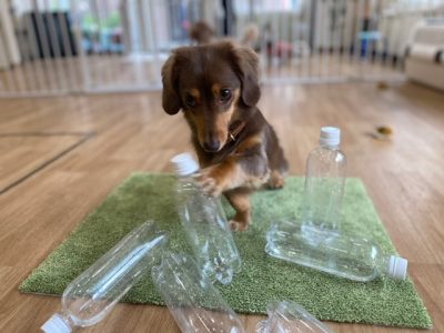 ハウスドッグ?CLASS　2023/9/22