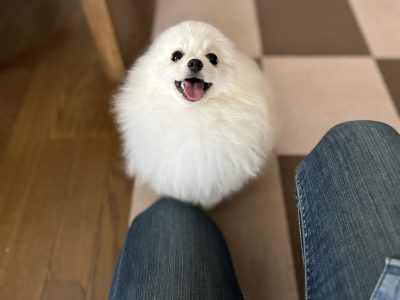 犬はばかじゃない