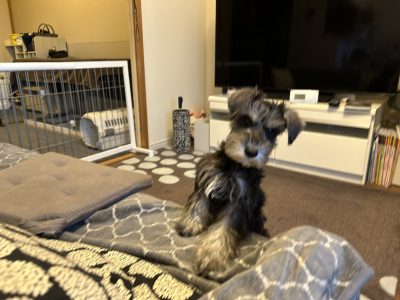 ダメダメばかりの育て方はいいワン子にならない？？！！と思う私です☺