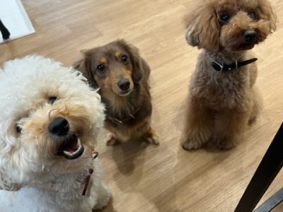 ハウスドッグ?CLASS　2023/10/4