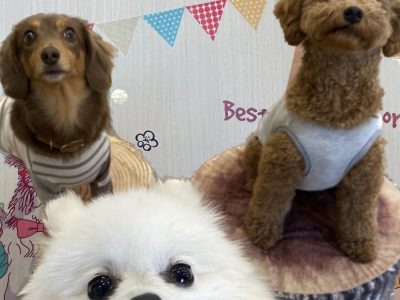 ハウスドッグ?class　20241/1/13