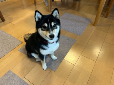 しつけっていくつまで？？