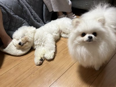 うずらくん多頭トレーニングです