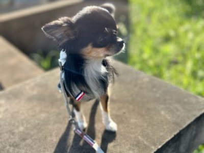 Dog parkour　街を楽しむ散歩