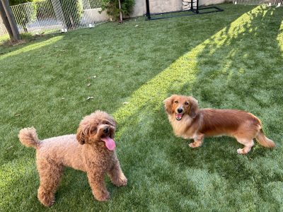 ドッグSMILE　預かりMOCAセッション