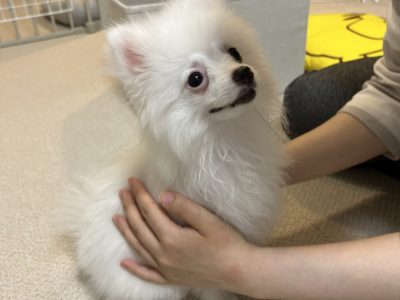 パピー期にやる体を触るレッスン