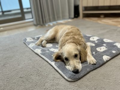 パピーは家族とのバランスを考える