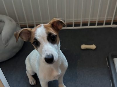 パピーカウンセリングで多くある質問たちー