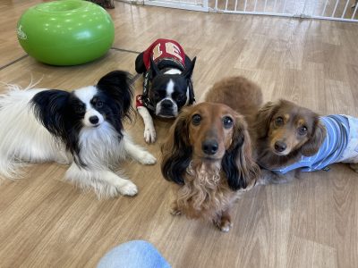 ハウスドッグ?class　2024/5/17