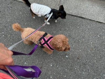 お預かりレッスン?　パックウォーク