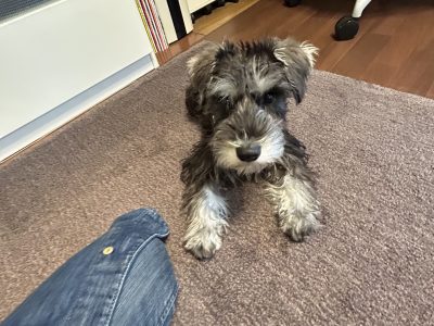 パピーレッスンにフセ！！は動きを誘導するけど、、指示はNGだよ！！