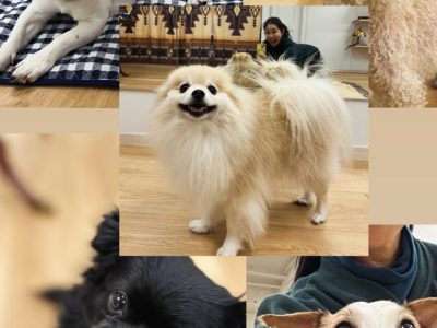 LIBALIVE練馬区大泉学園　犬の整体　１月１１日報告