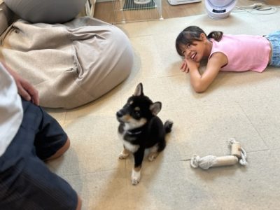 パピーご自宅レッスンのおすすめ