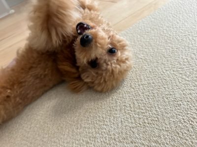 犬の身体を触る事。。意識してますか？