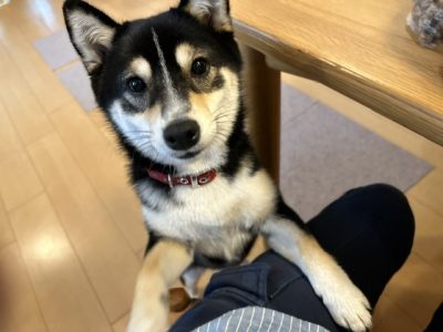 カーミングシグナルって何？